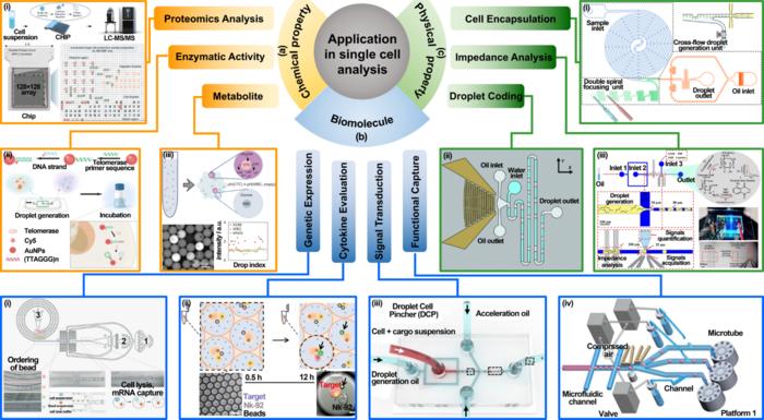 Fig. 5. Application in single-cell analysis.