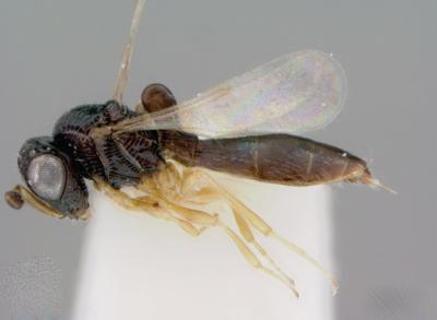 <i>Odontacolus berryae</i>