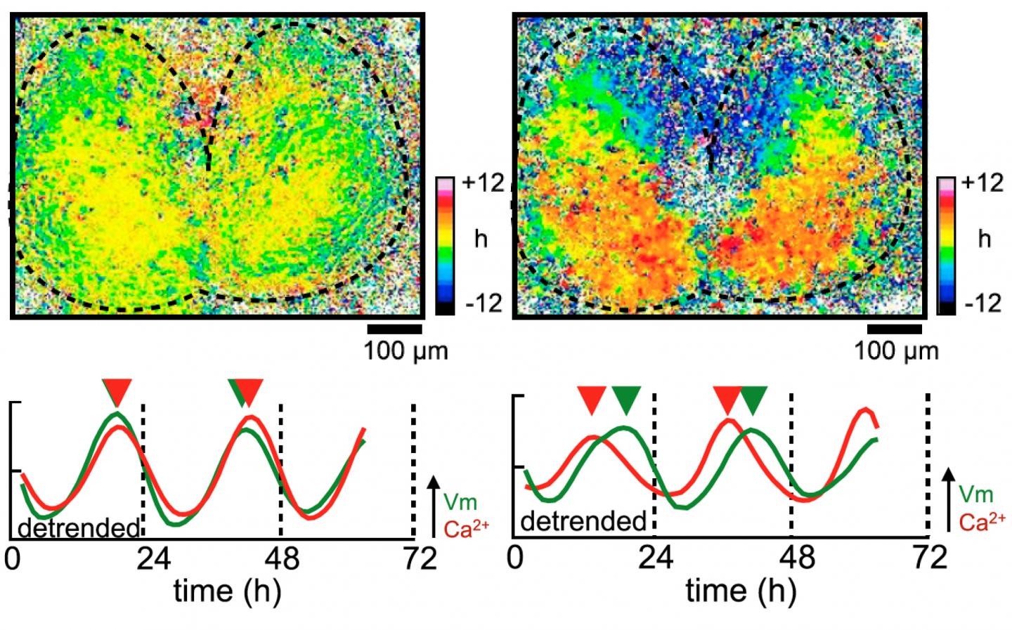 Voltage Rhythms Throughout the SCN