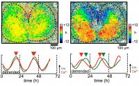 Voltage Rhythms Throughout the SCN