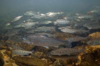 Juvenile Coho Salmon