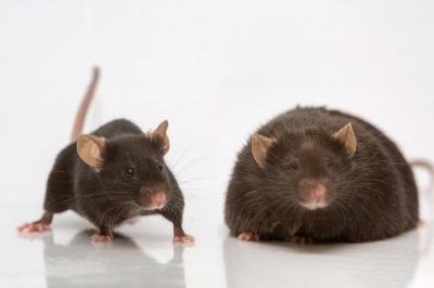 Leptin