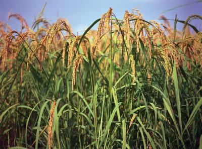 Rice