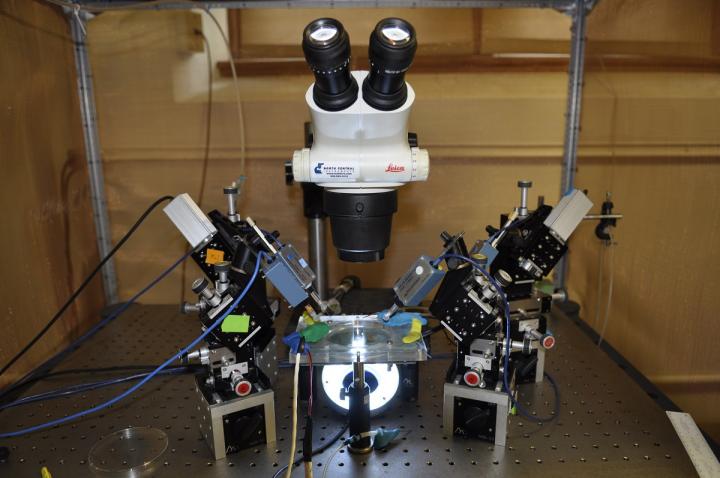 Examining Neurons