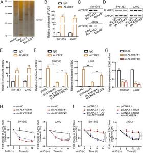 TUG1 increases EZH2 mRNA stability via recruiting ALYREF.