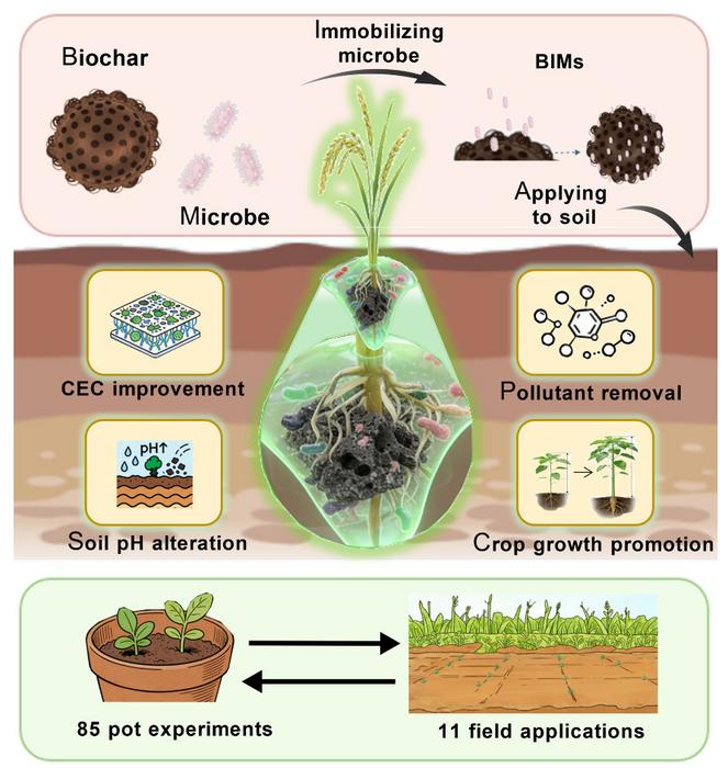Biochar immobilized microbes for sustainable soil remediation and agriculture enhancement: from lab to farmland