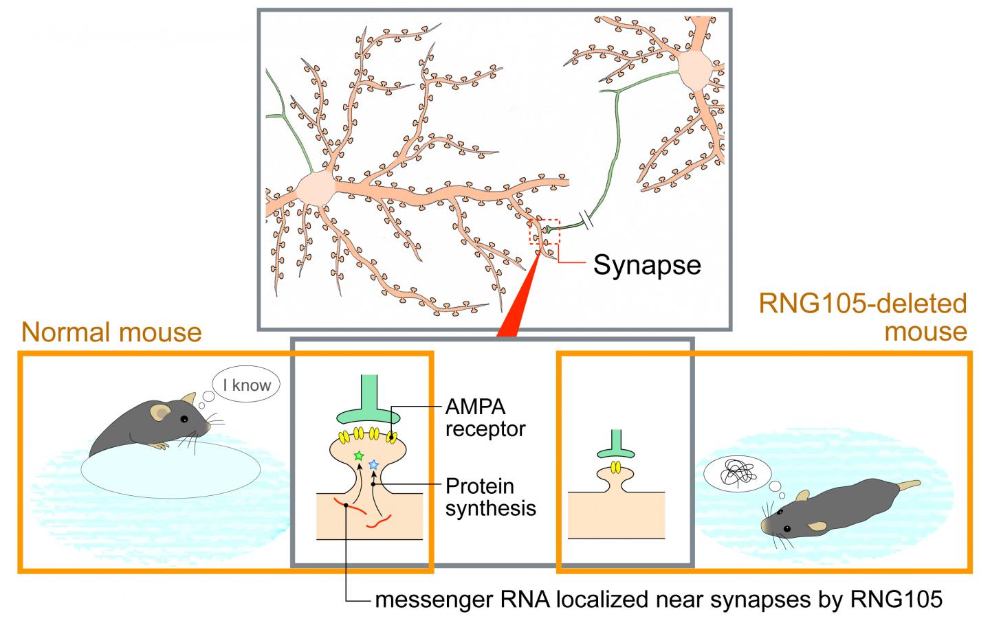 RNG105 is Essential for Long-term Memory Formation