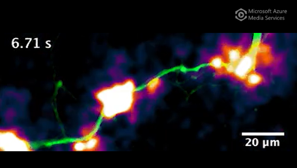DopaFilm detection of evoked release of dopamine from a dendritic process