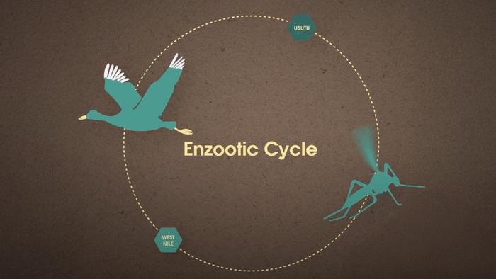 The Deadly Five: West Nile and Usutu Virus