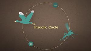 The Deadly Five: West Nile and Usutu Virus