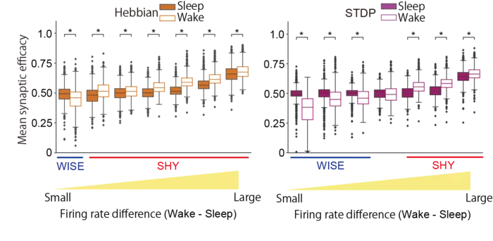 Comparison of synaptic strength during sleep and wakefulness (Firing rate in wakefulness > Firing rate in sleep)