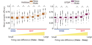 Comparison of synaptic strength during sleep and wakefulness (Firing rate in wakefulness > Firing rate in sleep)