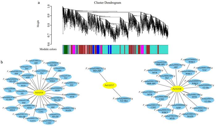 Potential transcriptional regulatory networks of PeUGT10, PeUGT17, and PeUGT38.