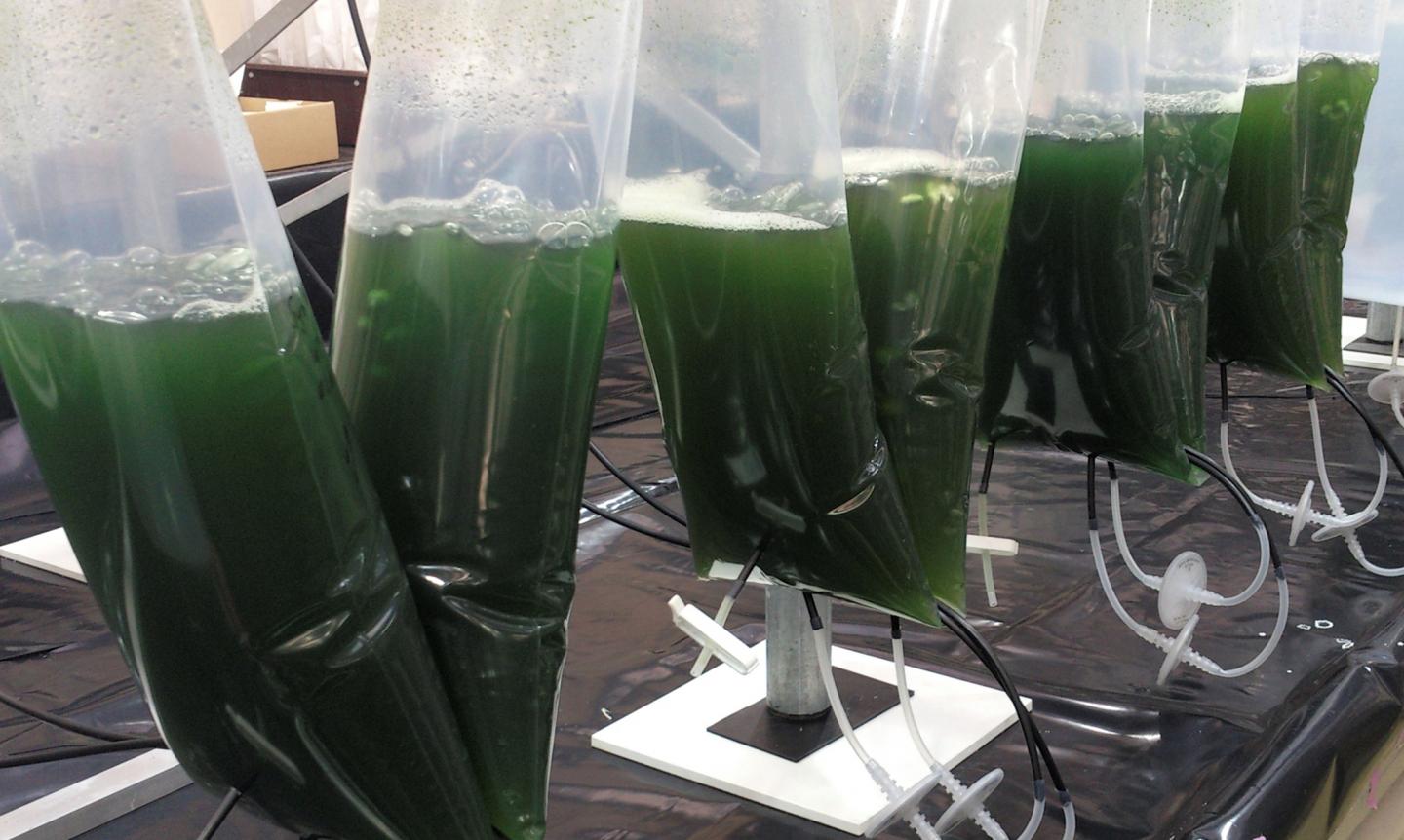 Microalgae Cultures