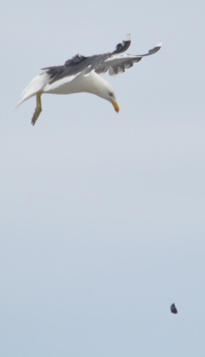 Kelp Gull Dropping a Mussel to Break It on Hard Rocks in New Zealand