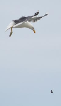 Kelp Gull Dropping a Mussel to Break It on Hard Rocks in New Zealand