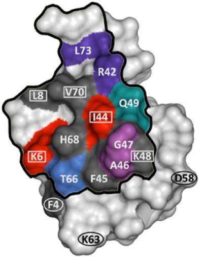 NMR Protein