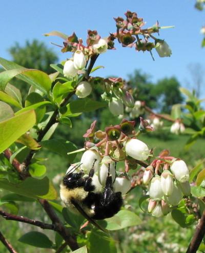 <i>Bombus impatiens</i> on <i>Vaccinium corymbosum</i>