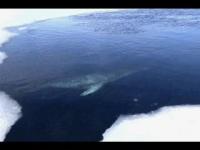 Leopard Seal Looking for Emperor Penguins at the Edge of the Water