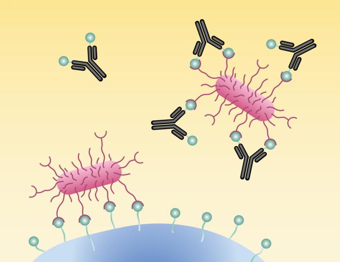 Antibodies trick E. coli to bind to them instead of to host cell