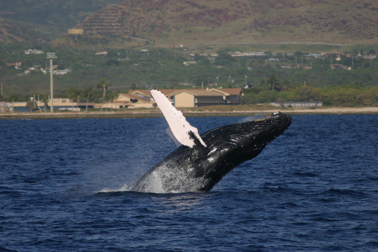 Breaching Humpback Whale