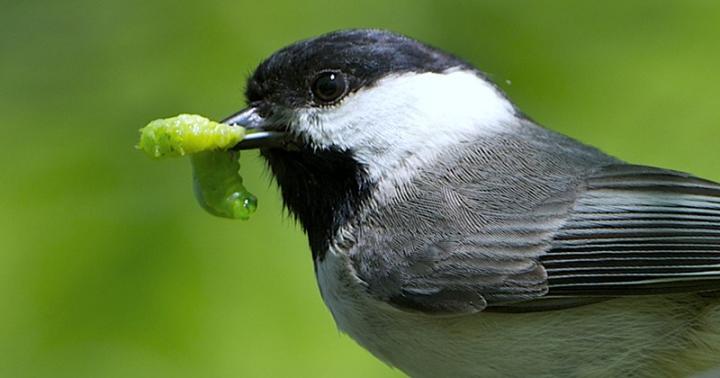 A Bird and Its Food Source