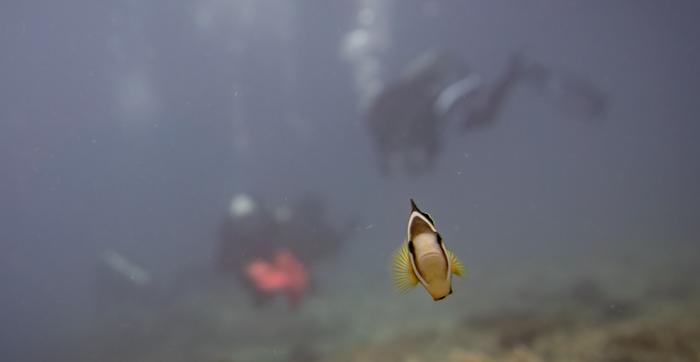 Clownfish on a coral reef, Leyte, Philippines