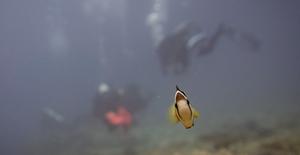 Clownfish on a coral reef, Leyte, Philippines