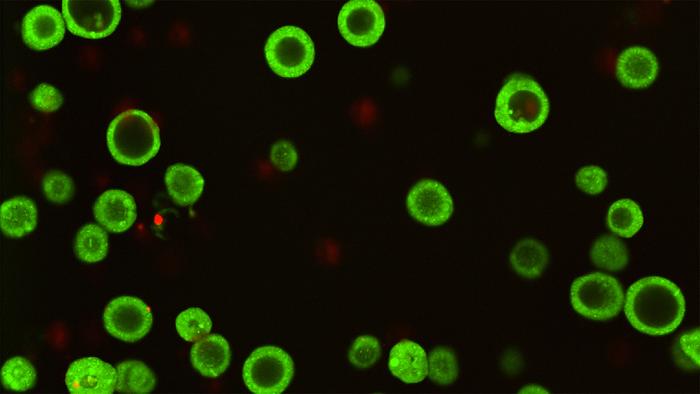 Organoids