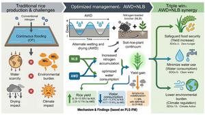 Closing the rice production trilemma: AWD and nitrogen-loaded biochar synergy achieves co-benefits in yield improvement, water saving, and ammonia mitigation