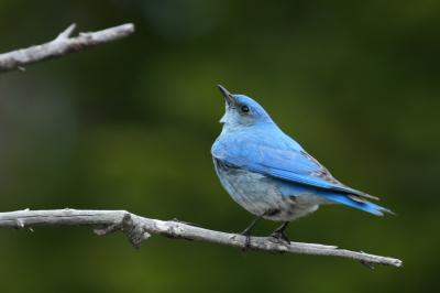 Mountain Bluebird