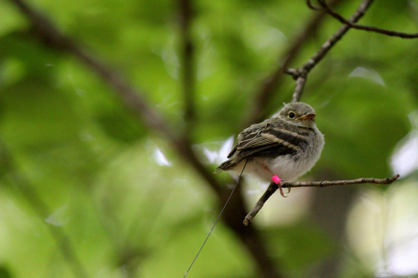 Acadian Flycatcher