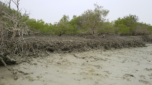 Mangrove ecosystems on Qeshm Island in the Persian Gulf, Iran