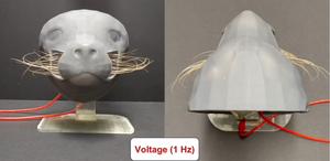 An actuated model of a seal muzzle