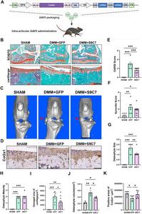 CasRx-mediated knockdown of Ctnnb1 and Smo prevented OA knee joint degeneration.