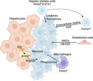 Novel insights gained from single-cell transcriptomic studies.