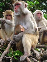 Rhesus Macaque
