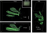 DiffuserCam Plant Image