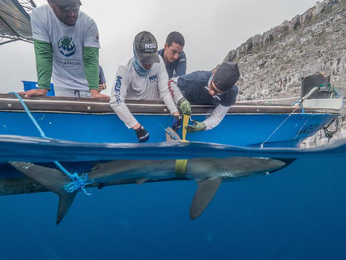 Researchers tag silky shark
