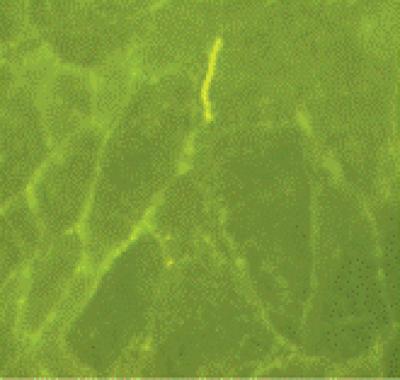 637-Human Serum Albumin