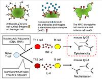 Antibodies Recognize