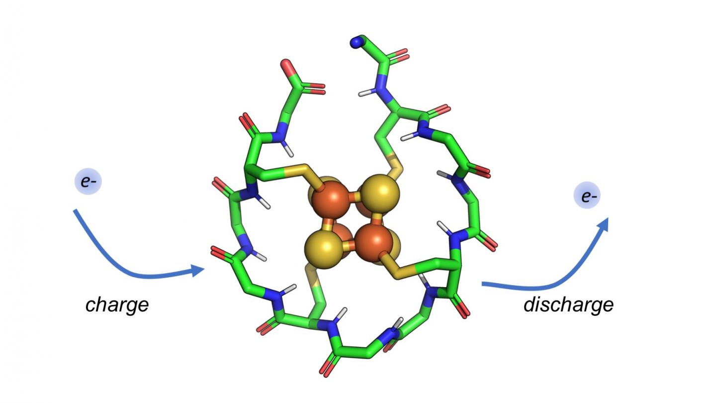 Synthetic Small Protein