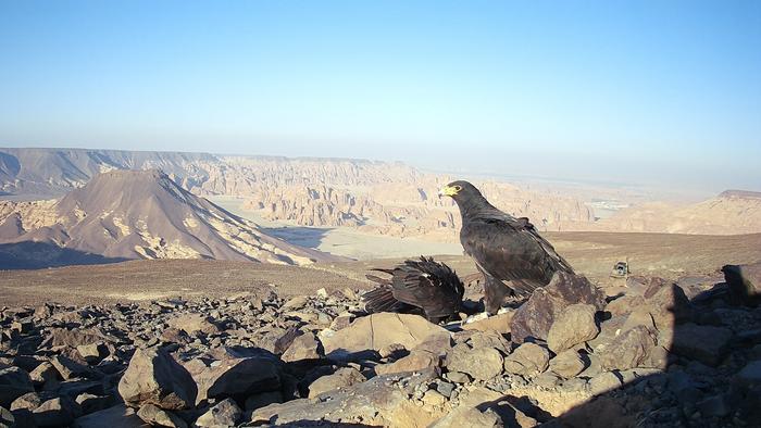 Verreaux’s Eagles, Saudi Arabia