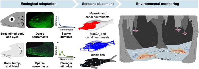 Evolution-guided sensor placement: From cavefish morphology to bio-inspired environmental monitoring.