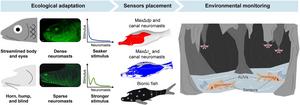Evolution-guided sensor placement: From cavefish morphology to bio-inspired environmental monitoring.