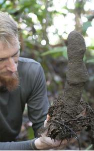 Termite mound