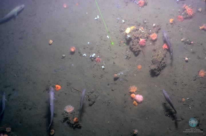 Deep Arctic Ocean Methane Seeps 3