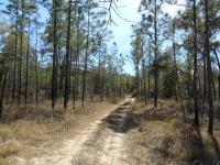 Lake Kerr, Ocala National Forest, Fla.