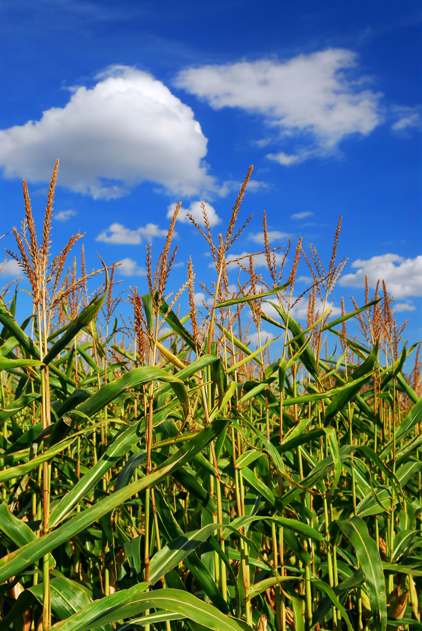 Maize, Plant Architecture