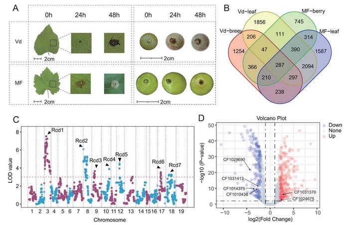 Genetic mapping of white rot resistance in the Vd genome.